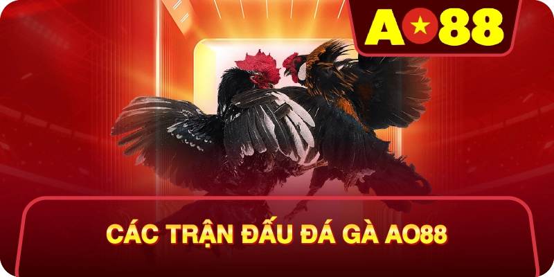 Các Trận Đấu Đá Gà Tại AO88
